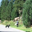 IMG 4391