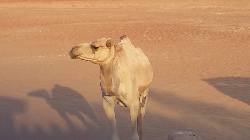 IMG-20181007-WA0012