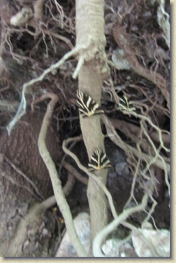 Volgende foto
