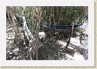 IMG 4429