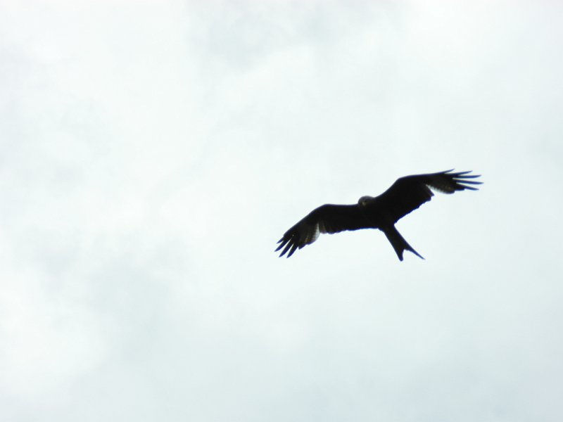 SAM_0441