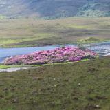 IMG 5508